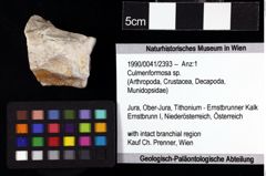 Foto (Objket + Etiketten) von Culmenformosa sp. 